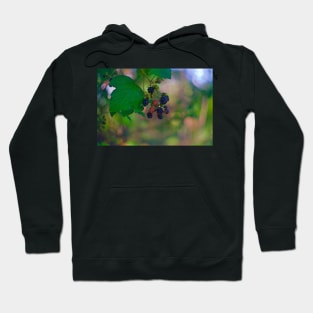 SEASONALITY Hoodie